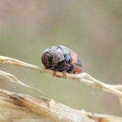 Elaphodes sp. (genus) at Aranda, ACT - 2 Apr 2022