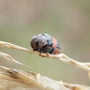 Elaphodes sp. (genus) at Aranda, ACT - 2 Apr 2022