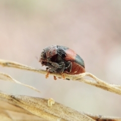 Elaphodes sp. (genus) at Aranda, ACT - suppressed