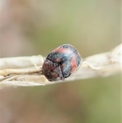 Elaphodes sp. (genus) at Aranda, ACT - suppressed