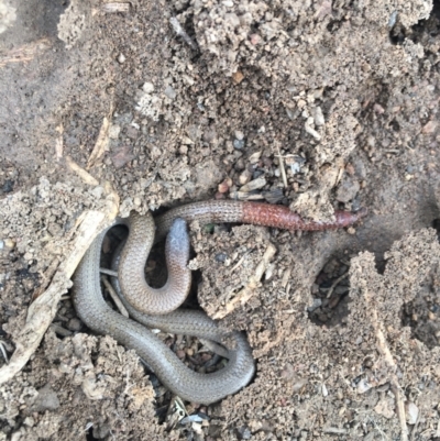 Aprasia parapulchella (Pink-tailed Worm-lizard) at Piney Ridge - 6 Apr 2022 by nic.jario