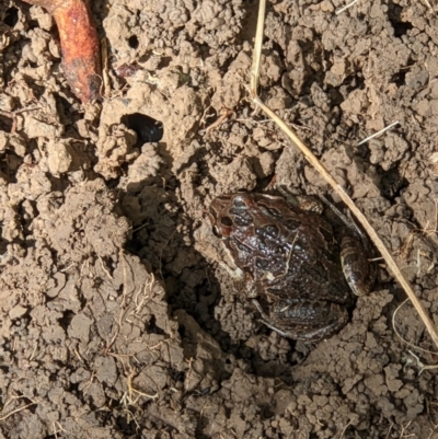 Limnodynastes tasmaniensis (Spotted Grass Frog) at Wodonga - 4 Apr 2022 by ChrisAllen