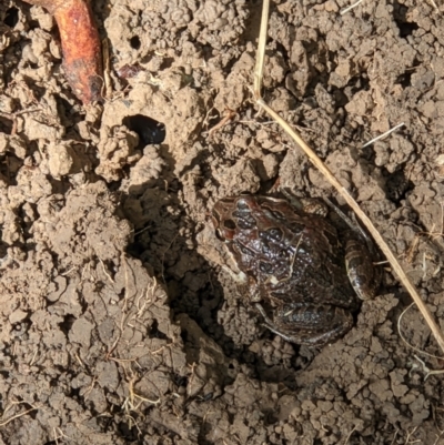 Limnodynastes tasmaniensis (Spotted Grass Frog) at Gateway Island, VIC - 4 Apr 2022 by ChrisAllen