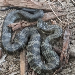 Notechis scutatus (Tiger Snake) at Gateway Island, VIC - 5 Apr 2022 by ChrisAllen