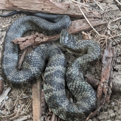 Notechis scutatus (Tiger Snake) at Gateway Island, VIC - 6 Apr 2022 by ChrisAllen