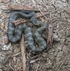 Notechis scutatus at Gateway Island, VIC - 6 Apr 2022 07:48 AM