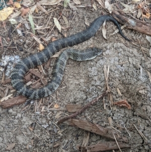 Notechis scutatus at Gateway Island, VIC - 6 Apr 2022 07:48 AM