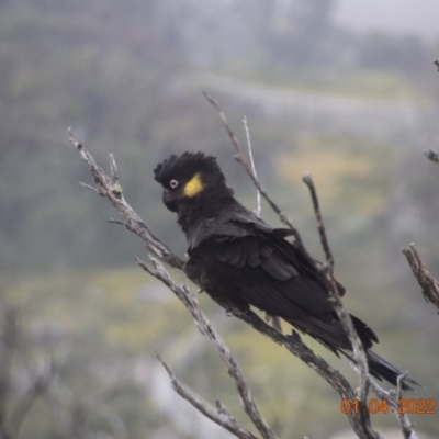 Zanda funerea (Yellow-tailed Black-Cockatoo) at Kosciuszko National Park - 1 Apr 2022 by LyndalT