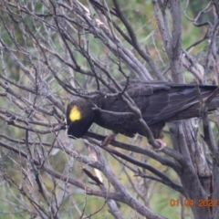 Zanda funerea at Perisher Valley, NSW - 1 Apr 2022