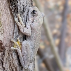 Litoria peronii (Peron's Tree Frog, Emerald Spotted Tree Frog) at Wodonga - 6 Apr 2022 by ChrisAllen