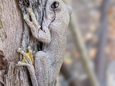 Litoria peronii (Peron's Tree Frog, Emerald Spotted Tree Frog) at Gateway Island, VIC - 6 Apr 2022 by ChrisAllen