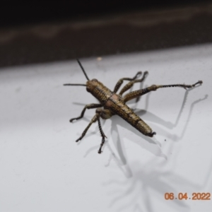 Yeelana pavonina at Perisher Valley, NSW - 6 Apr 2022 08:44 AM