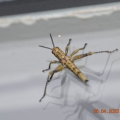 Yeelana pavonina at Perisher Valley, NSW - 6 Apr 2022 08:44 AM