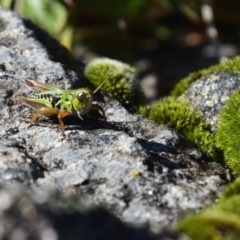 Kosciuscola cognatus (A grasshopper) at Perisher Valley, NSW - 5 Apr 2022 by LyndalT