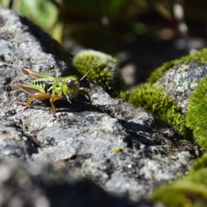 Kosciuscola cognatus at Perisher Valley, NSW - 5 Apr 2022 10:04 AM