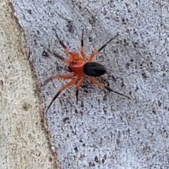 Nicodamidae (family) (Red and Black Spider) at Molonglo Valley, ACT - 6 Apr 2022 by trevorpreston