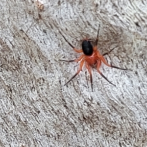 Nicodamidae (family) at Molonglo Valley, ACT - 6 Apr 2022