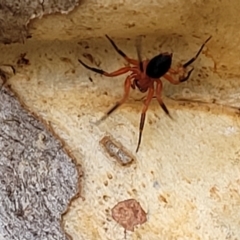 Nicodamidae (family) at Molonglo Valley, ACT - 6 Apr 2022