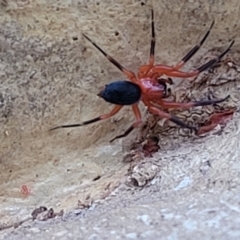 Nicodamidae (family) at Molonglo Valley, ACT - 6 Apr 2022