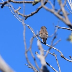 Petroica phoenicea at Perisher Valley, NSW - 5 Apr 2022