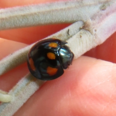 Orcus australasiae (Orange-spotted Ladybird) at Lower Cotter Catchment - 4 Apr 2022 by Christine