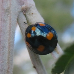 Orcus australasiae at Coree, ACT - 4 Apr 2022