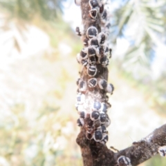 Melanococcus albizziae (Acacia Mealybug) at Coree, ACT - 4 Apr 2022 by Christine