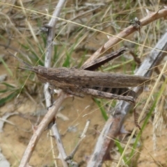 Coryphistes ruricola (Bark-mimicking Grasshopper) at Lower Cotter Catchment - 4 Apr 2022 by Christine