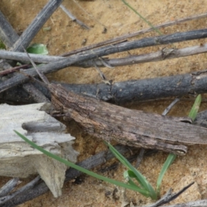 Coryphistes ruricola at Coree, ACT - 4 Apr 2022