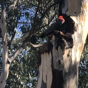 Callocephalon fimbriatum at Deakin, ACT - 5 Apr 2022