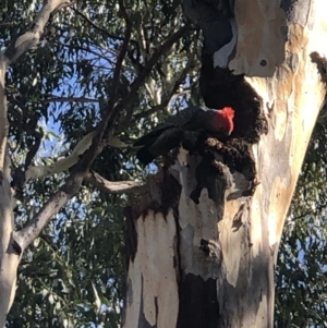 Callocephalon fimbriatum at Deakin, ACT - 5 Apr 2022