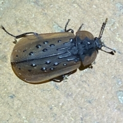 Ptomaphila lacrymosa (Carrion Beetle) at Jerrabomberra, NSW - 6 Apr 2022 by Steve_Bok