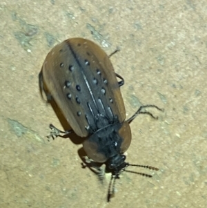 Ptomaphila lacrymosa at Jerrabomberra, NSW - suppressed