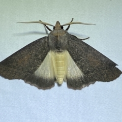 Fisera sp nr eribola (Geometer moth) at Jerrabomberra, NSW - 5 Apr 2022 by Steve_Bok