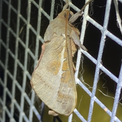 Oxycanus dirempta (Variable Oxycanus) at Jerrabomberra, NSW - 5 Apr 2022 by SteveBorkowskis