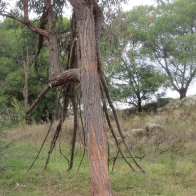 Unknown Deer species at Molonglo Valley, ACT - 6 Apr 2022 by IdleWanderer