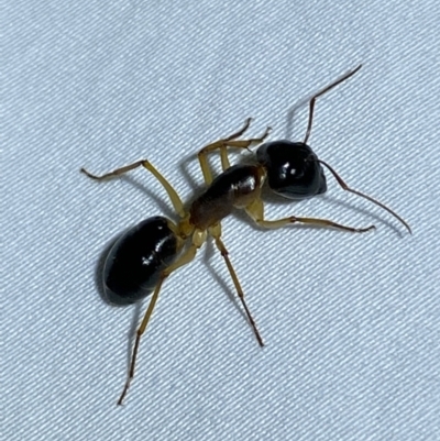 Camponotus claripes (Pale-legged sugar ant) at QPRC LGA - 5 Apr 2022 by Steve_Bok