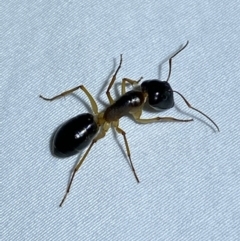 Camponotus claripes at Jerrabomberra, NSW - 5 Apr 2022