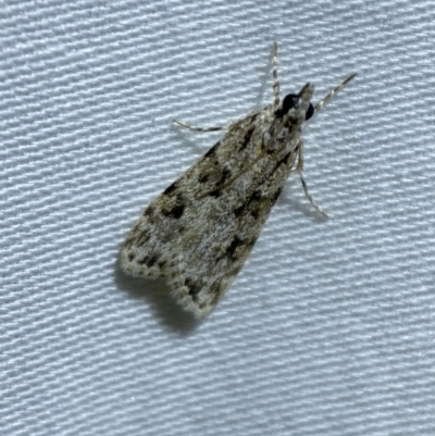 Scoparia chiasta (A Crambid moth) at Jerrabomberra, NSW - 5 Apr 2022 by SteveBorkowskis