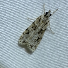 Scoparia chiasta at Jerrabomberra, NSW - suppressed