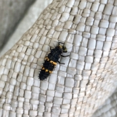 Harmonia conformis (Common Spotted Ladybird) at Flynn, ACT - 6 Apr 2022 by KMcCue