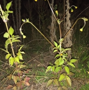 Bidens pilosa at Bonython, ACT - 6 Apr 2022 08:31 PM