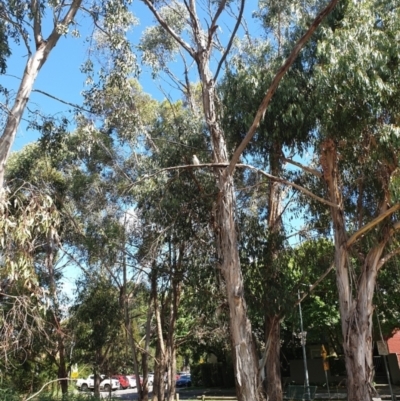 Dacelo novaeguineae (Laughing Kookaburra) at O'Connor, ACT - 1 Apr 2022 by Larryolarryo