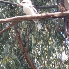 Dacelo novaeguineae at O'Connor, ACT - 1 Apr 2022 01:35 PM