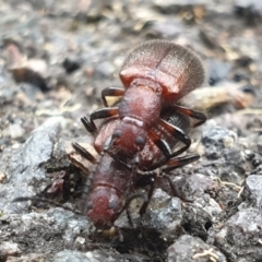 Ecnolagria grandis (Honeybrown beetle) at ANBG - 5 Apr 2022 by LD12