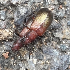 Ecnolagria grandis at Acton, ACT - 6 Apr 2022