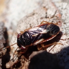Geocoris sp. (genus) (A big-eyed bug) at Murrumbateman, NSW - 4 Apr 2022 by SimoneC