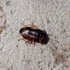 Geocoris sp. (genus) at Murrumbateman, NSW - 4 Apr 2022 04:16 PM