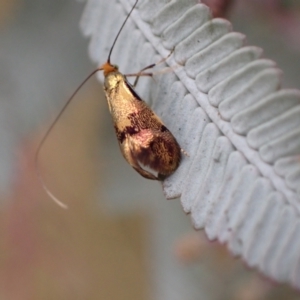 Nemophora (genus) at Murrumbateman, NSW - 2 Apr 2022 11:58 AM