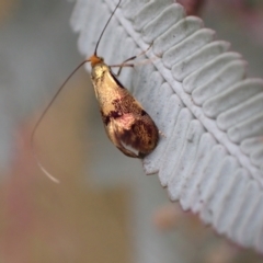 Nemophora (genus) (A Fairy Moth) at Murrumbateman, NSW - 2 Apr 2022 by SimoneC